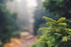 Causes for Pine Trees Losing Their Needles